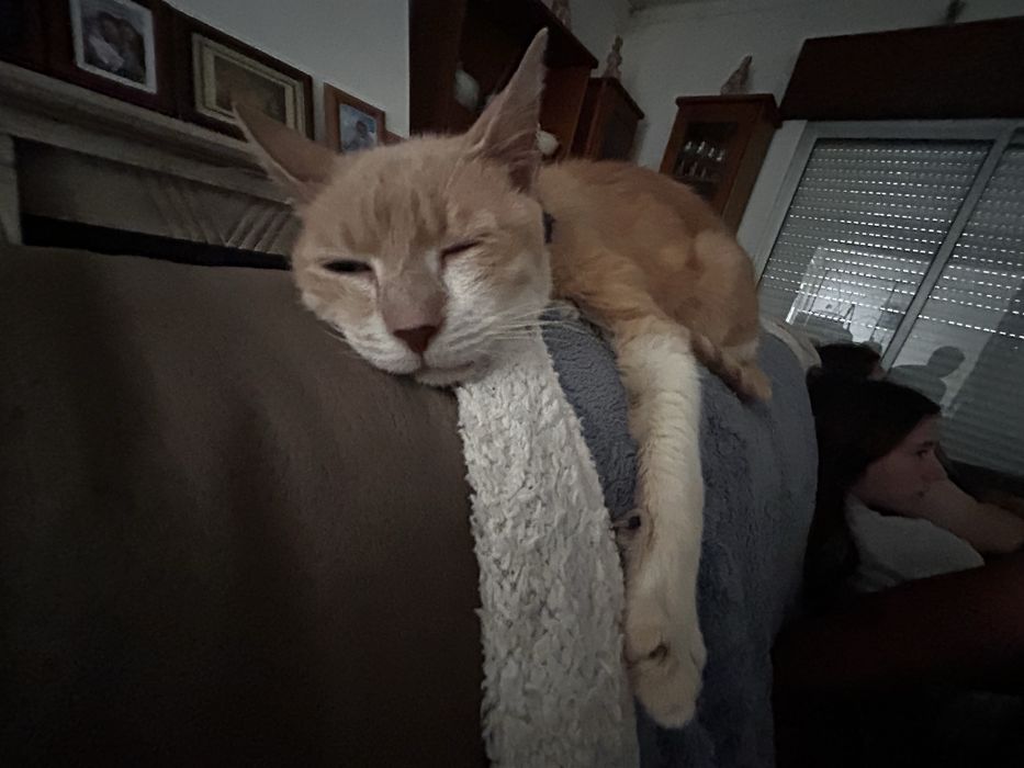 Pet Sitting - Queijas