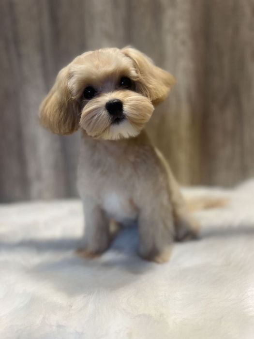 Kurs groomerski indywidualny Sosnowiec Hau Hau Look