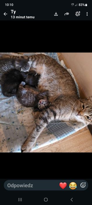 Za miesiąc oddam małe kotki