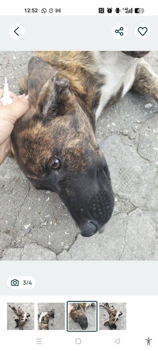Kiara traçada labrador para adoção responsável