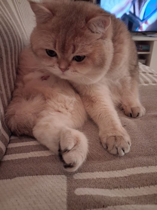 British Shorthair Golden    acazalar