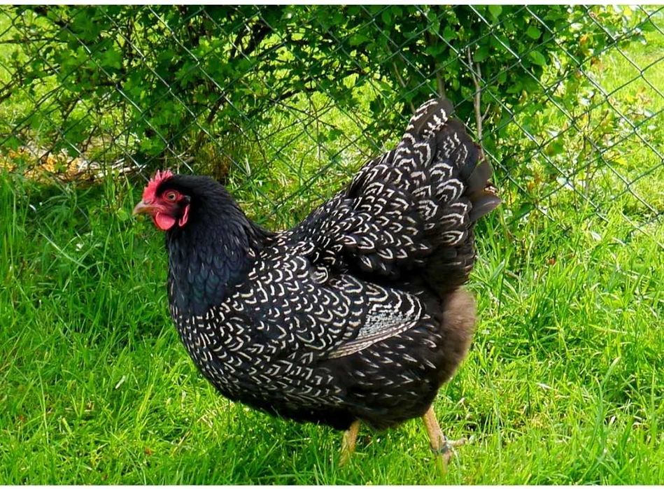 Jaja lęgowe. Barnevelder srebrnonluskany