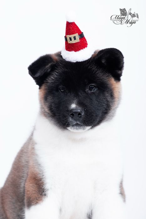 Американскька акіта/ американская акита / american akita