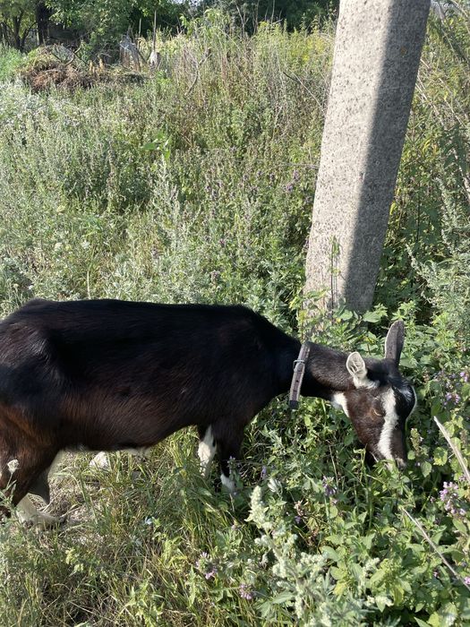 Продам козу 4 роки