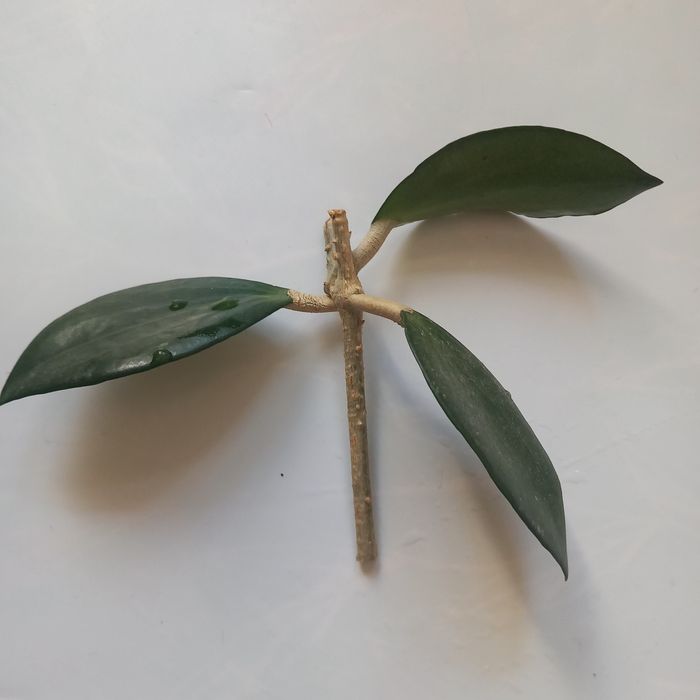 Hoja Pottsi Budda Badoo sadzonka cięta