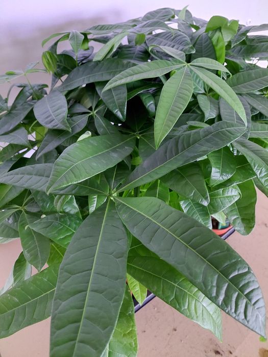 Pachira aquatica, Pachira wodna 70cm WYSYŁKA