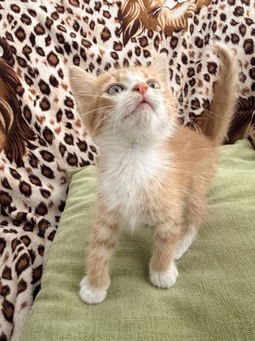 Котик шукає люблячу родину