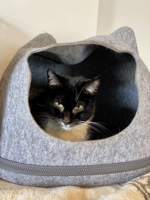 Mała Czarna czeka na dom