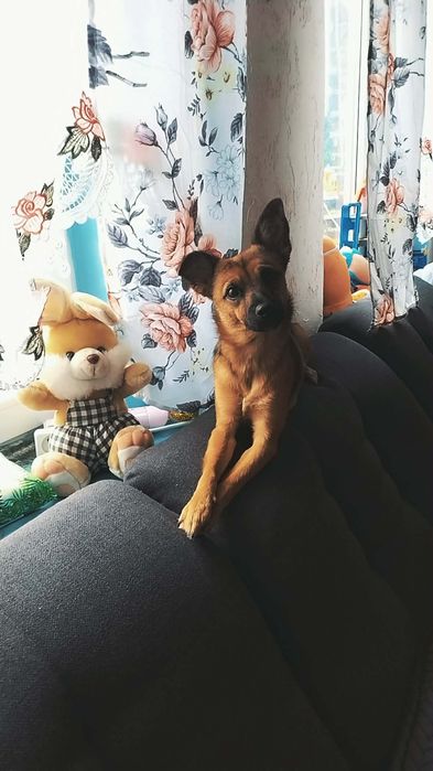 Oddam psa w dobre ręce