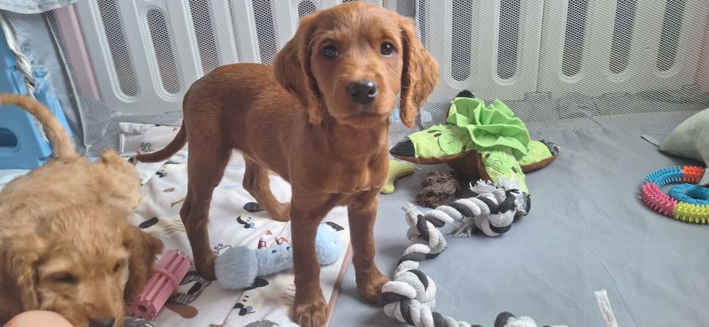 Cockapoo red - śliczne suczki gotowe do odbioru