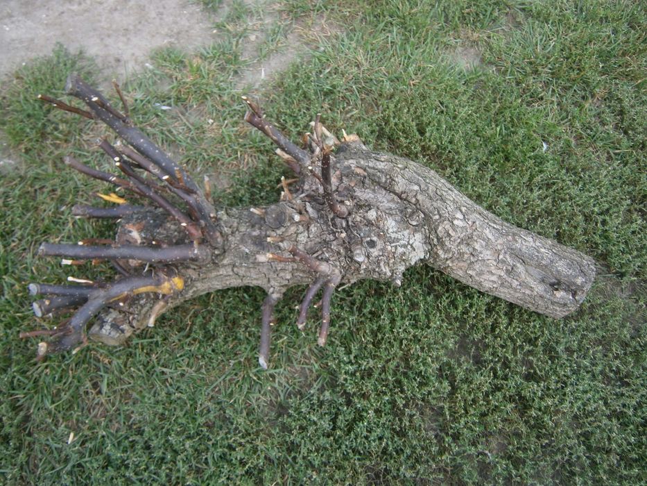 do terarium konar wierzby mandżurskiej.