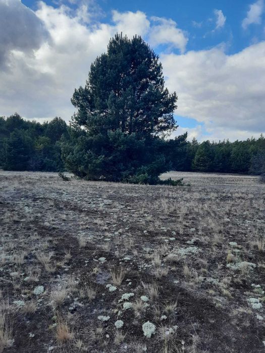 Любимівка, 6 га з лісом, ОСГ. Супермісце!