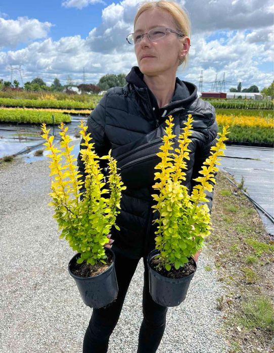 Яскравий колоновидний барбарис Марія