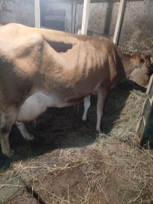 Продам корову Джерсей