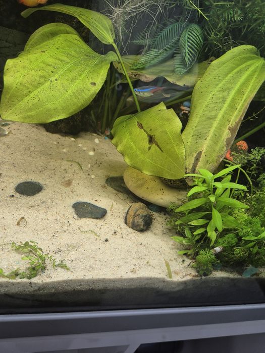 Planta Anubia grande aquario