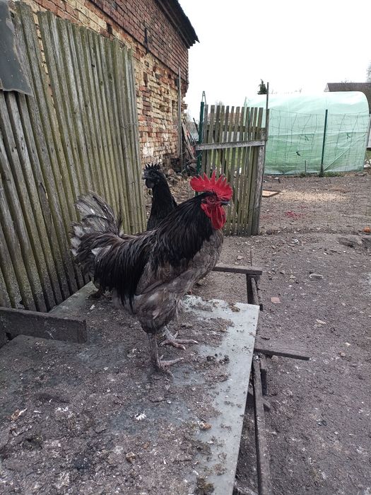 Sprzedam Kogut maransa