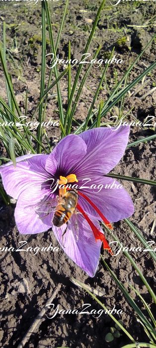Продам шафран Украі'на крокус Sativus