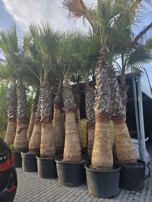 Palmeira washingtonia de 1 a 12 metros