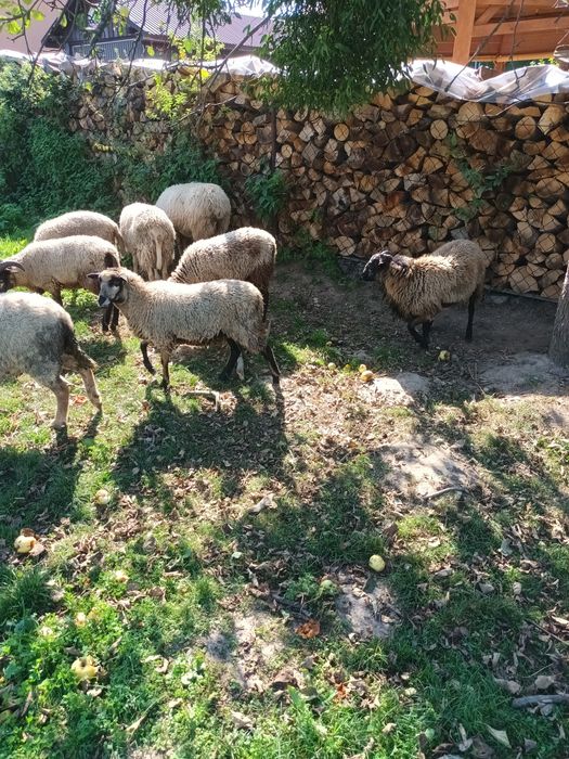 Owce 9 miesięcznie  do dalszej hodowli