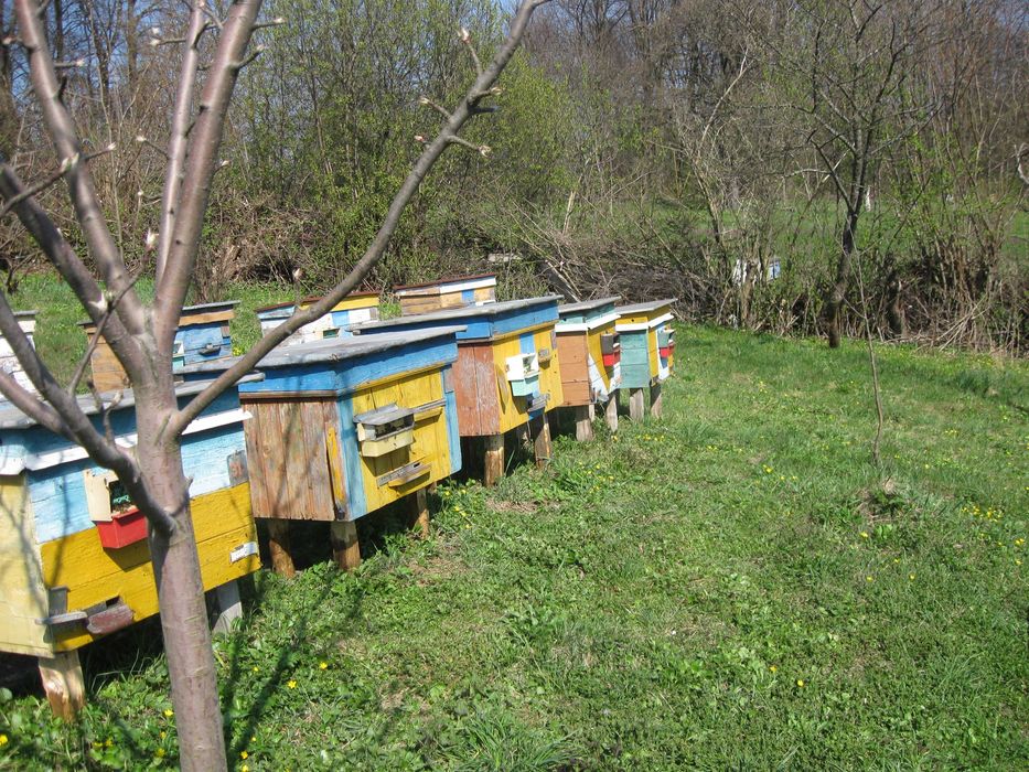 Продаються бджолопакети, відводки, бджолосім'ї з вуликами або без