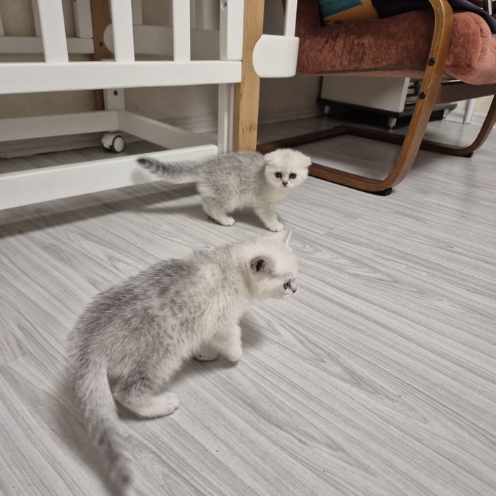 Шотландские котята серебристая шиншилла