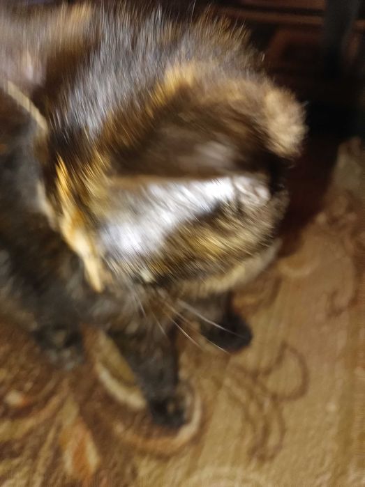 Єврик безкоштовно