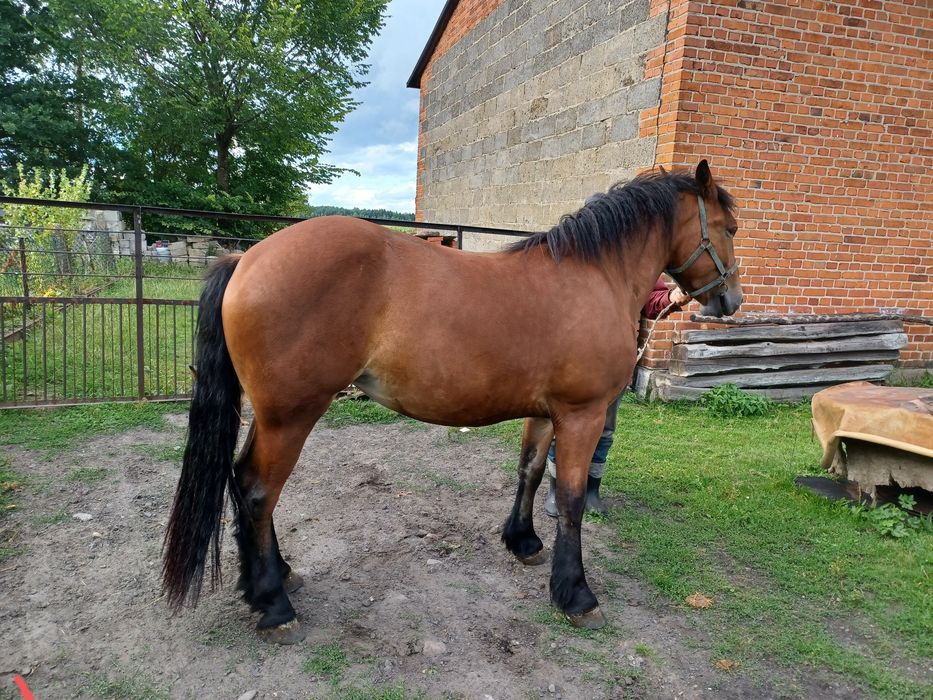 Klacz zimnokrwista