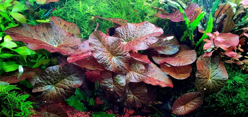 Lotos tygrysi czerwony (grzybień egipski)