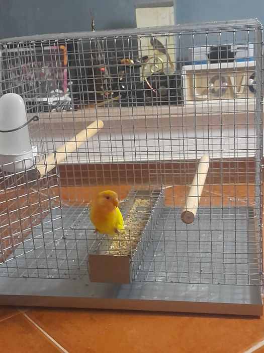 Love bird Agapornis roseicollis e gaiola