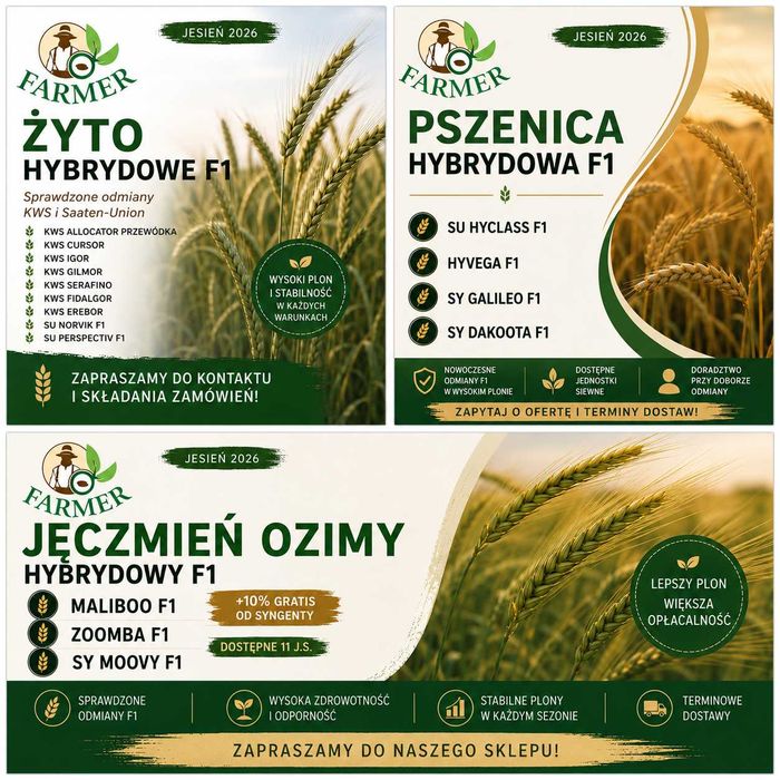 Nasiona zbóż hybrydowych F1 | Żyto | Pszenica | Jęczmień
