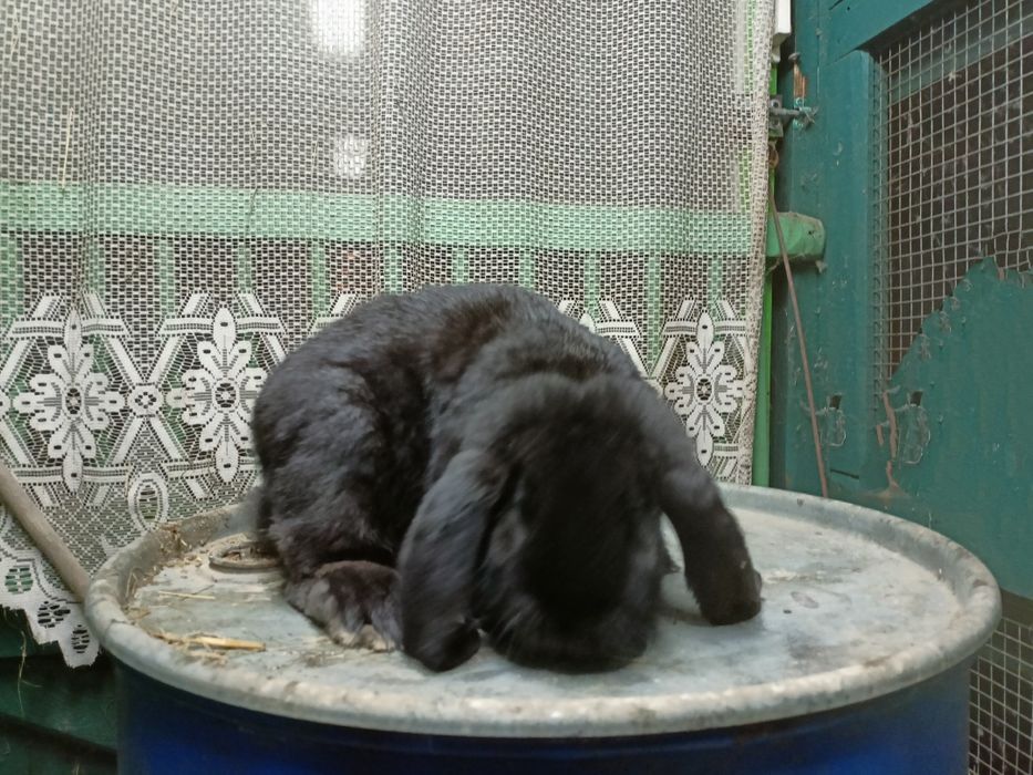 Baran Francuski czarny, żelazisty.