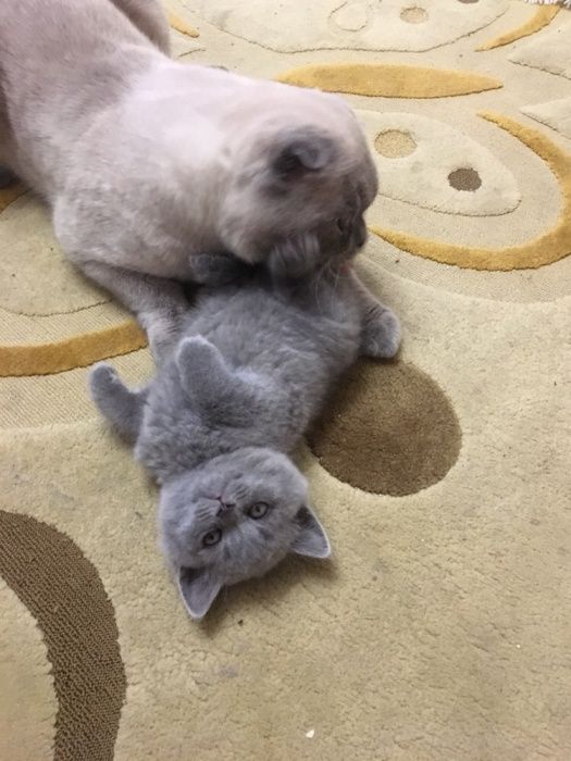 Шотландский вислоухий котик Вязка кота для вязки