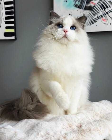 Ragdoll - kocurek przytulas z rodowodem