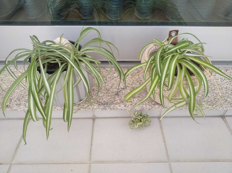 Clorofito / planta-aranha com vaso / cachepot