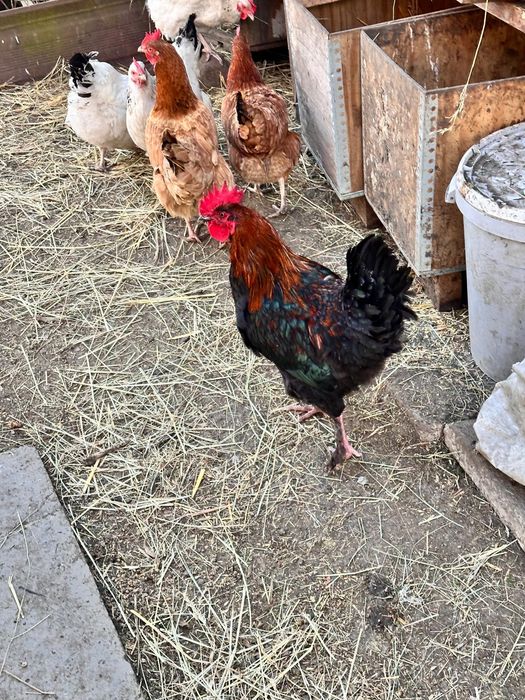 Sprzedam koguty Maransòw