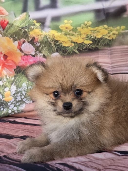 Spitz Anão Fêmea