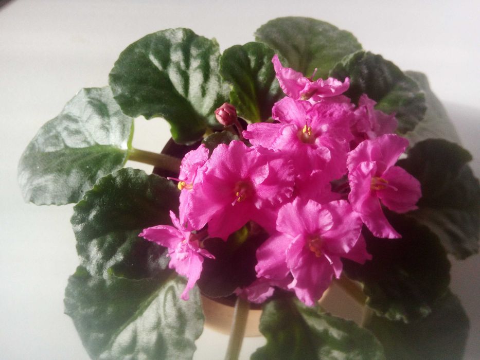 Продам фиалку сортовую