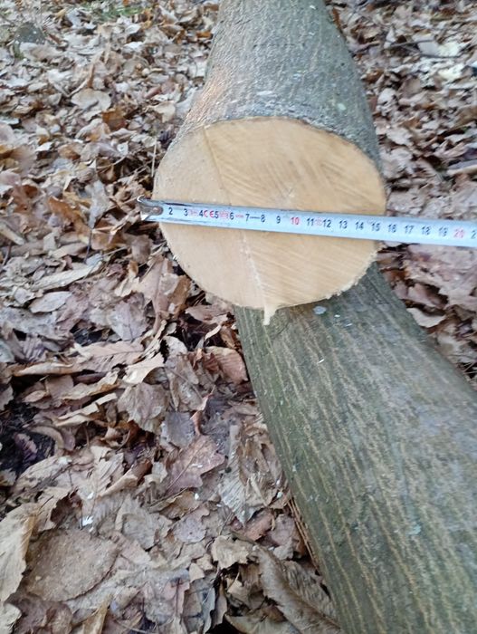 Baliki  grabowe okazja!!