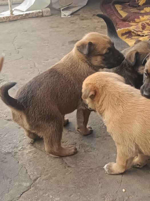 Малинка, щенки продаём