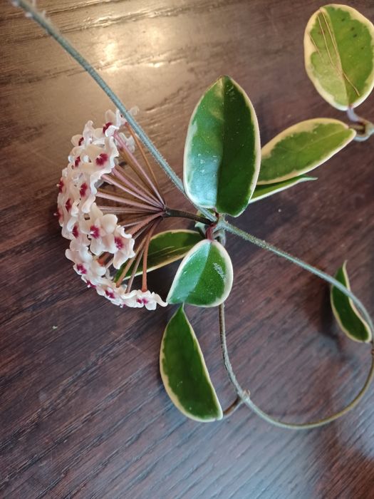 Hoja  Crimson Queen cięta