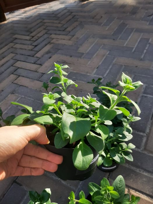 Петунія Тайдал Tidal