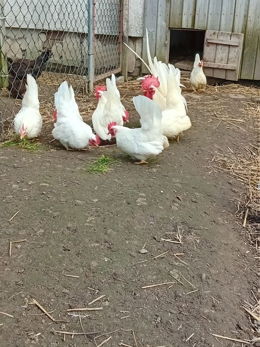 Chabo białe,jaja legowe,pisklaki.