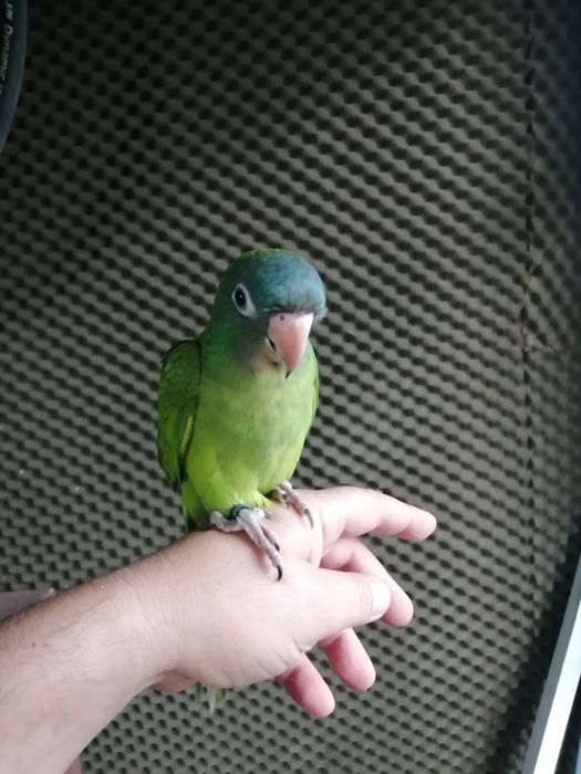 Conures cabeça azul domesticados