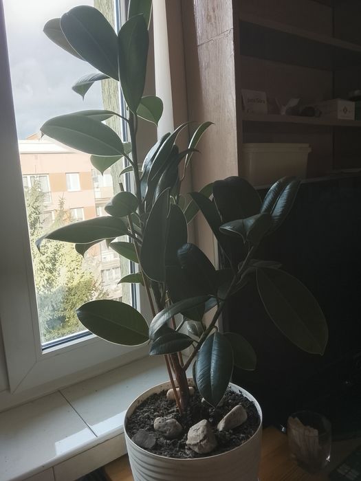 Śliczny fikus 1,5 roczny