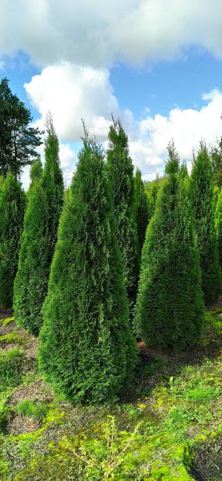Thuja Smaragd 120 cm- 260 cm
