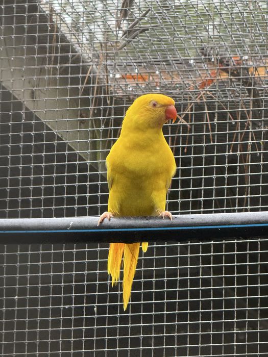 Loris chlorolepidotus