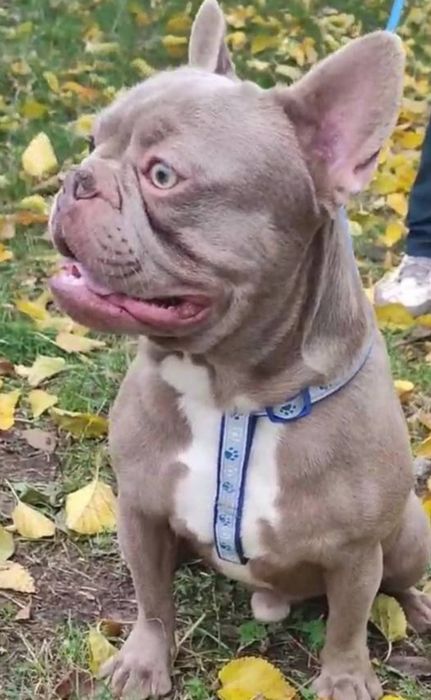 В'язка французький бульдог Ізабелла