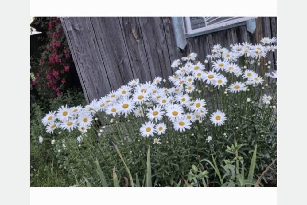 Великоквіткова біла ромашка