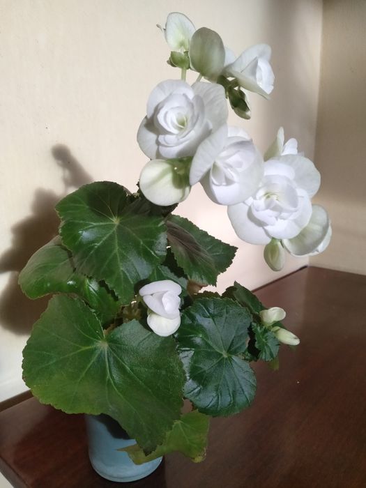 Бегонія елатіор біла