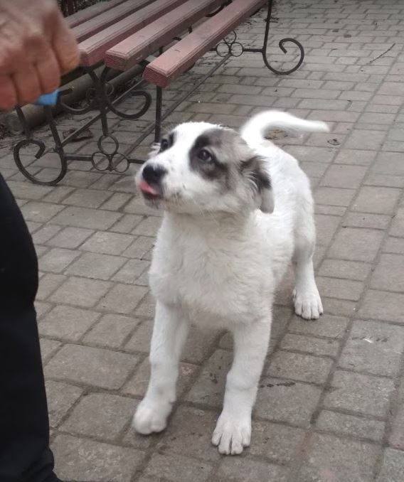 Цуценята Вівчарка Українська Карпатська, Розплідник-ВУК. Щенки овчарка